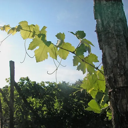 Farmház Canonica Di Corteranzo Murisengo